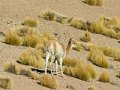 Chile_1226_Vicunas