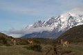 Chile_1554_Guanacos