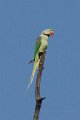 Alexandrine Parakeet-Grote Alexander Parkiet_4740