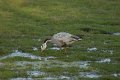 Bar-headed Goose-Indische Gans_5018