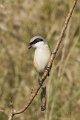 Bay-backed Shrike, Klauwier_4892