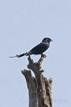 Black Drongo-Koningsdrongo_4844