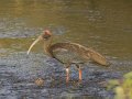 Black Ibis-Wrattenibis_4454