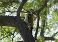 Black-rumped Flameback-Kleine Goudrugspecht_5112