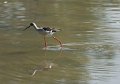 Black-winged Stilt-Steltkluut_5104