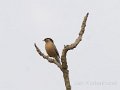 Brahminy Starling-Pagode Spreeuw_4258