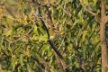 Brown-headed Barbet-Bruinkopbaardvogel_5070