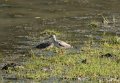 Common redshank-Tureluur_5100