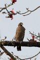 Crested Serpent Eagle-Indische Slangenarend_5647