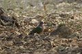 Emerald Dove, Smaragdduif_4868