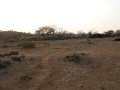 Gir Dorp in park_0093