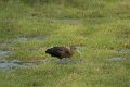 Glossy Ibis-Zwarte Ibis_5020