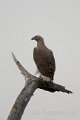 Grey-headed Fish Eagle-Grote rivierarend_5634