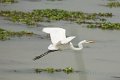 Grote Zilverreiger_5598