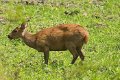 Hog Deer_5276