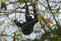 Hoolock Gibbon_5431