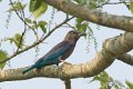 Indian Roller  Scharrelaar_5466