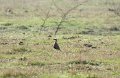 Indian courser-Indische Renvogel_5088