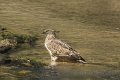 Indische Kuifarend-Changeable Hawk Eagle_4839