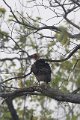 Indische Oorgier, Redheaded Vulture_4882