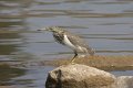 Indische Ralreiger-Indian Pond heron_4188