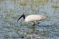 Indische Witte Ibis_5114