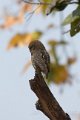 Jungle Owlet-Jungle Dwerguil_4567