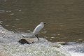 Kleine Ziverreiger_4183