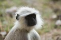 Langur_4466