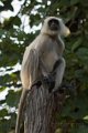 Langur_4575