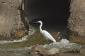 Little Egret-Kleine Zilverreiger_4210