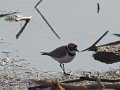 Little ringed Plover-Kleine Plevier_4106