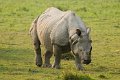 Neushoorn_5333