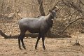 Nilgai Bluebull_4361