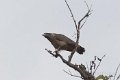 Oriental Honey buzzard-Aziatische Wespendief_4554