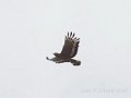 Oriental Honey buzzard-Aziatische Wespendief_4558