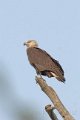 Pallas's Fish Eagle-Witband Zeearend_5307