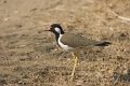 Red Wattled Lapwing-Indische Kievit_4121