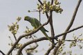 Rose-ringed Parakeet-Halsband parkiet_4374