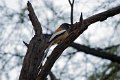 Rufous Treepie-Rosse Boomekster_5054