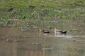 Spot-billed Duck-Vlekbekeend_5526