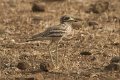 Thick-knee-Griel_4233