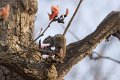 Three-striped Squirrel Eekhoorn_4303