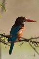 White troated Kingfisher-Smyrna IJsvogel_5006