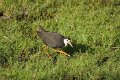 White-breasted Waterhen-Wtborst Waterhoen_5097