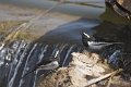 White-browed Wagtail-Indische Bonte Kwikstaart_4169