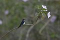 Wire-tailed Swallow-Roodkruin Zwaluw_4900