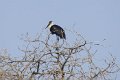 Wooly-necked Stork-Bisschopsooievaar_4330