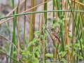 IMG_0283_Amazilia_Kolibri