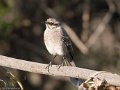 IMG_0287_Long_tailed_Mockingbird